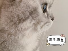 -猫友咖啡店(玉林西路店)