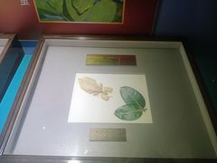 -上海昆虫博物馆