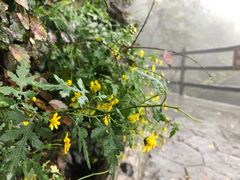 -少华山国家森林公园