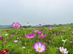 -空港花田景区