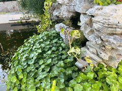 -洞背山庄(洞背院区式管理小区店)