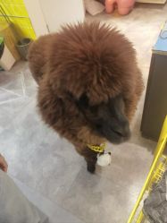 -神奇动物撸宠馆·羊驼·小浣熊·异宠(豫园店)