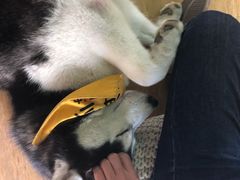 -Husky Go! 哈士奇体验馆·宠物咖啡厅狗咖