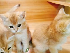 -猫十亿·布偶金渐层·曼基康矮脚猫舍(青年路店)