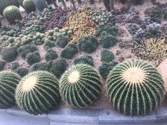 -深圳仙湖植物园-停车场