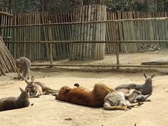 -郑州市动物园