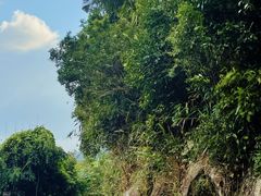 -海南热带雨林国家公园吊罗山景区