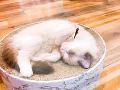 -袖虎·猫馆(体育西路店)