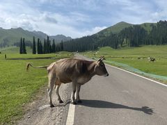 -新疆那拉提国家旅游度假区