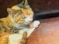 -真真鲜馄饨店(启蒙路店)