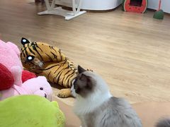 -1013 PET SHOP精品宠物商店(丁香店)