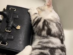 -飞行喵MR PILOT|猫舍·猫咖(静安大融城店)