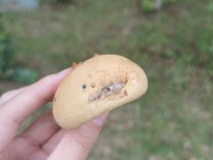 奧利奧麻薯-桃源村(南大店)