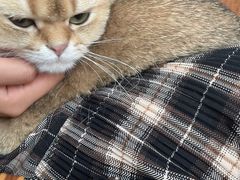 -蓝鲸·缅因猫舍