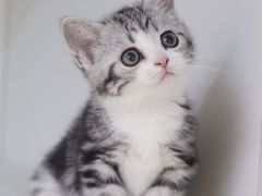 -lincat·猫舍(广州店)