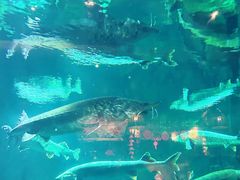 -华夏文旅海洋公园