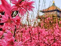 -莲花池公园