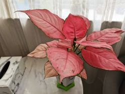 -尚艺造型.剪烫染.接发