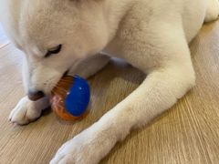 -南京Hallo宠物乐园·哈罗犬舍·柴犬繁育基地