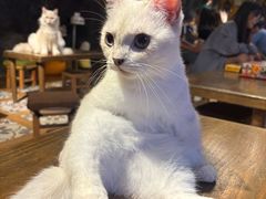 -猫猫幼稚园·撸猫·桌游·电玩