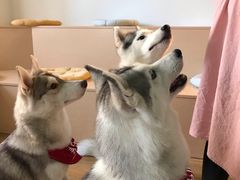 养乐多-Husky Go! 哈士奇体验馆·宠物咖啡厅狗咖