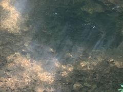 -江西阳明山国家森林公园