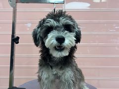 -FAELING PETS美天灵宠物(合生汇店)