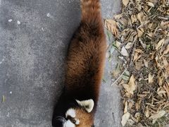 -合肥野生动物园