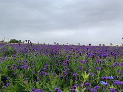 -嘉北郊野公园