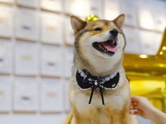 -柴务处·柴犬主题狗咖