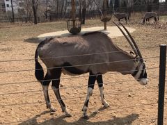 -大连森林动物园