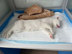 -灵美宠物诊所