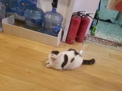 -Cappucimeow猫咪咖啡馆(韦伯时代店)
