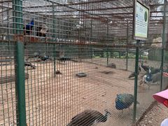 -沈阳鸟岛
