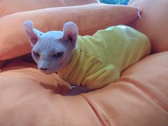 -飞行喵MR PILOT|猫舍·猫咖(静安大融城店)