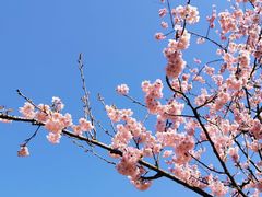 -杭州植物园