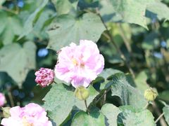 -花开海上生态园