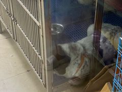 -瑞派旺宝宠物医院·犬猫全科综合·尿道专科(莲兴院)