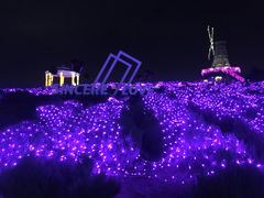 -大塘金香草谷