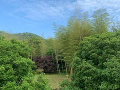-大唐贡茶院