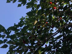 -北京西山国家森林公园