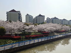 -高东镇樱花园