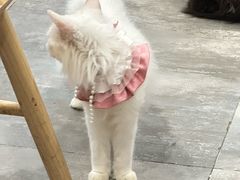 -楼上猫咖(罗湖店)