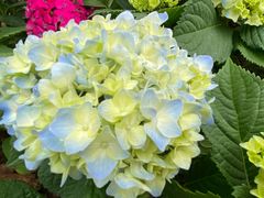 -深圳国际园林花卉博览园