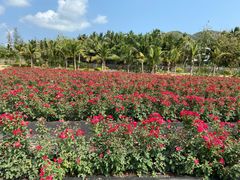 -亚龙湾国际玫瑰谷