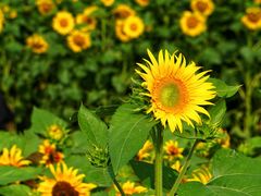 -奥林匹克森林公园北园-停车场