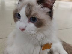 -藏猫猫咖啡主题馆(中央大道店)