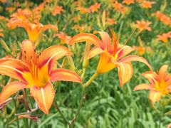 -大兴滨河森林公园