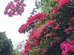 -广州市白云山风景名胜区