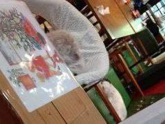 -猫色咖啡·猫咖